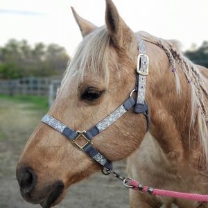 Meet your Posher, Shelby